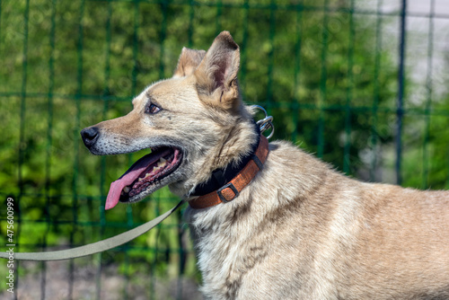 beige mongrel dog on a leash against a background of greenery in summer photo