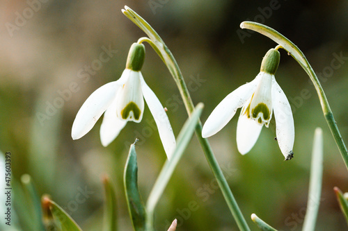 a group of snowdrops on the meadow in spring