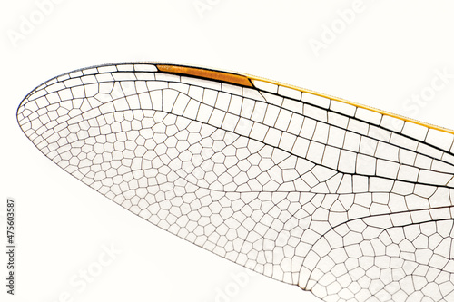 Extreme macro shots, dragonfly wings detail. isolated on a white background.