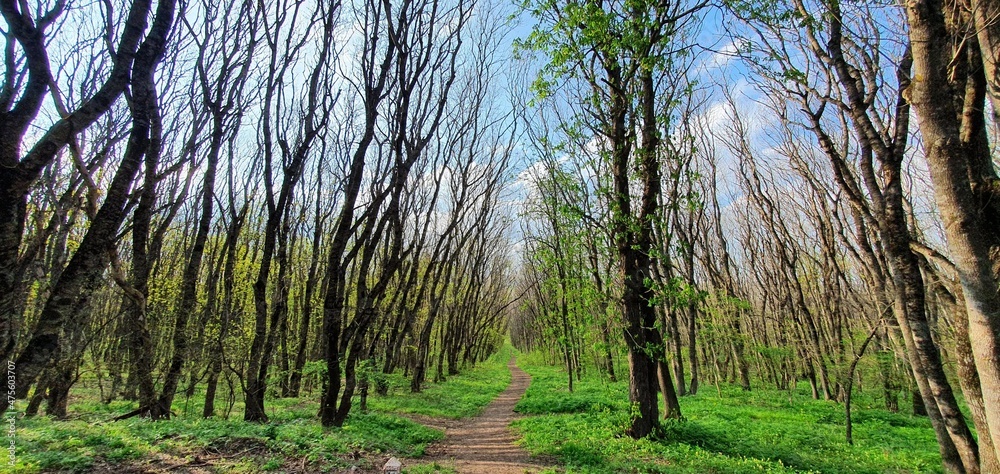 a beautiful path in the forest a beautiful path in the forest