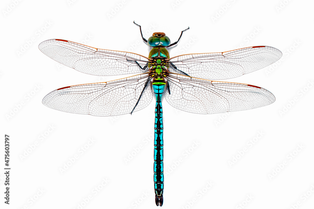 Extreme macro  shots, dragonfly wings detail. isolated on a white background. - obrazy, fototapety, plakaty 