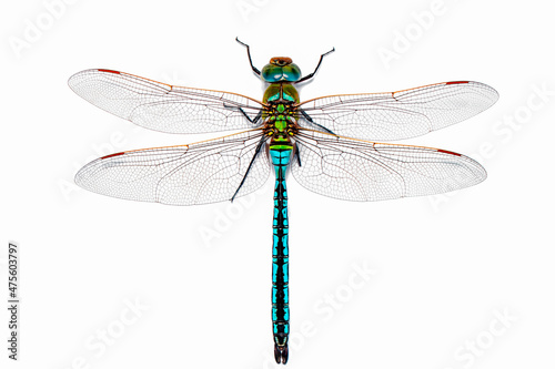 Extreme macro  shots, dragonfly wings detail. isolated on a white background. photo