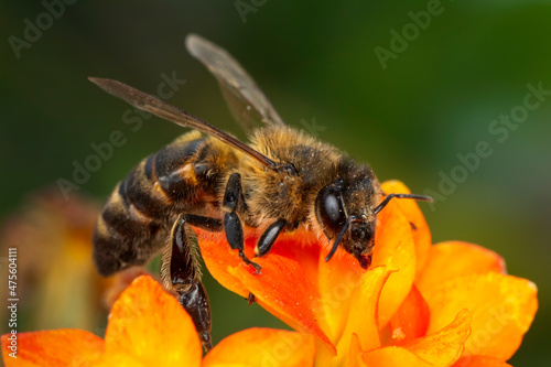 Close Up  beautiful  Bee macro  on flower in green nature  © blackdiamond67