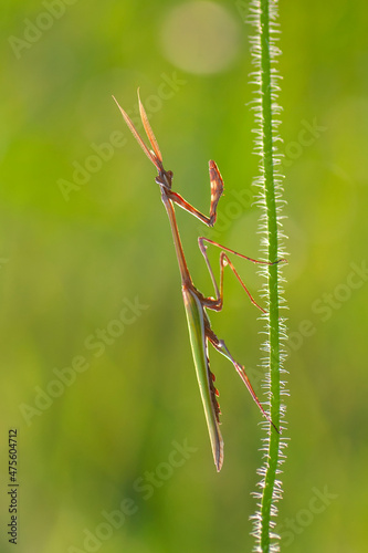 Close up of pair of Beautiful European mantis ( Mantis religiosa ).