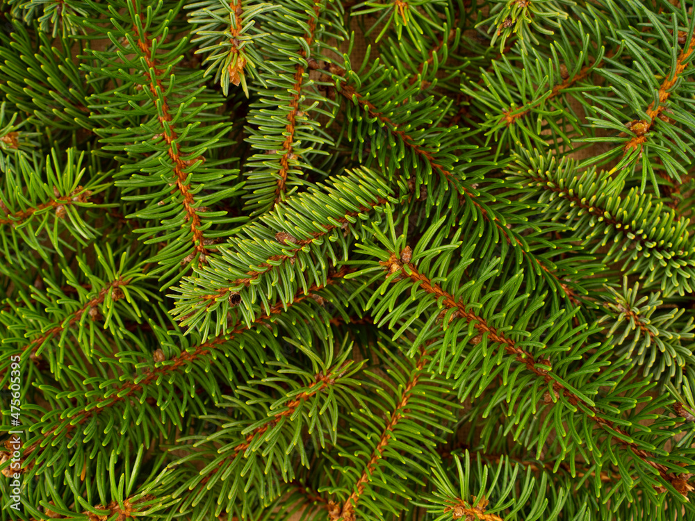 Pine branches background, flat lay, full frame. Christmas ornament and decoration in nature. 