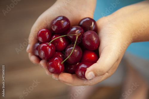 Child Full palm ripe cherries. Berry in Hands of the boy © Chepko Danil
