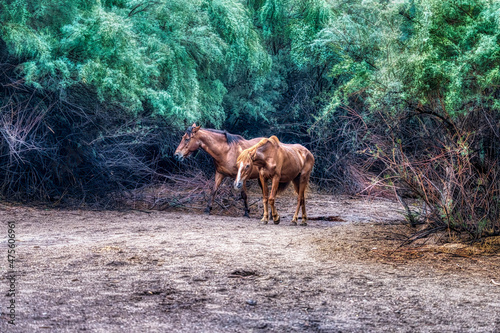 Fototapeta Naklejka Na Ścianę i Meble -  Salt River Wild Horses