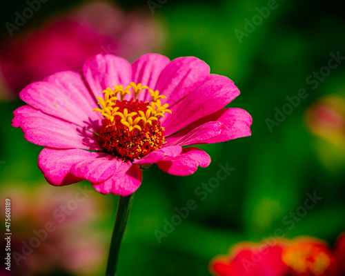 pink flower © Сергей Шарко