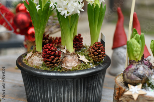 Christmas composition with hyacinths in a pot photo