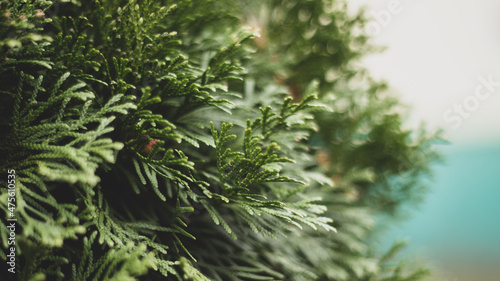 Thuja