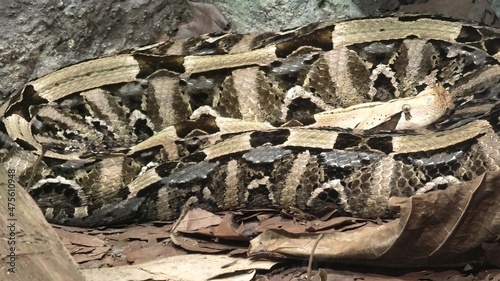 Gaboon viper snake in a natural terrarium. Bitis gabonica species from the African savannas and rainforests of sub-Saharan Africa. photo