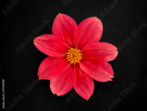 Beautiful flower on black background. Close up.