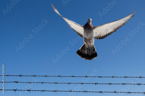 A pigeon freed from barbed wire. photo