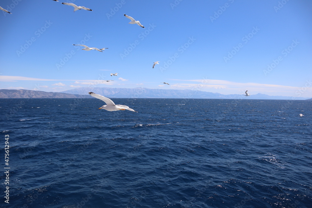 Seagulls on the sea. Seagull birds fly over the blue sea against the background of a bright blue sky on a summer sunny day