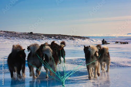 Scenic shot of sled dogs on the snow in Greenland, Ittoqqortoormiit photo