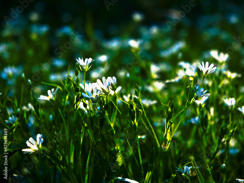 Blumengras Stellaria Holostea L