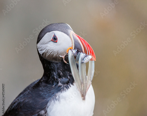 Leinwand Poster atlantic puffin with fish in the beak