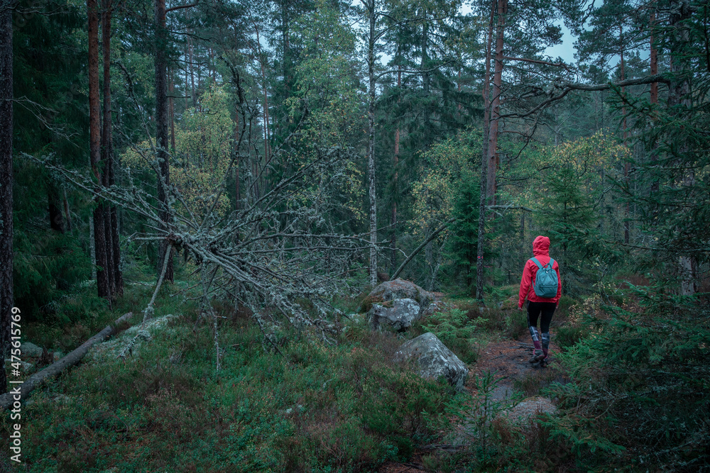 Woman hiking along footpath in the forest in Tiveden National Park in Sweden.