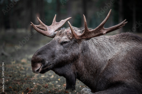 Moose with antlers resting lying on the forest floor in Sweden.