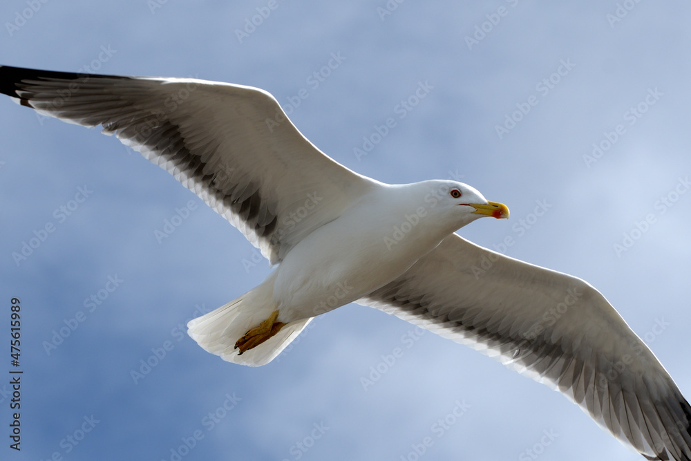 Flying isolated seagull with wide spread wings on blue sky Flying isolated seagull with wide spread wings on blue sky