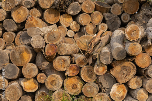 details of texture of wooden logs cut and arranged in a pile to use as firewood  background and deforestation  environment and nature concept
