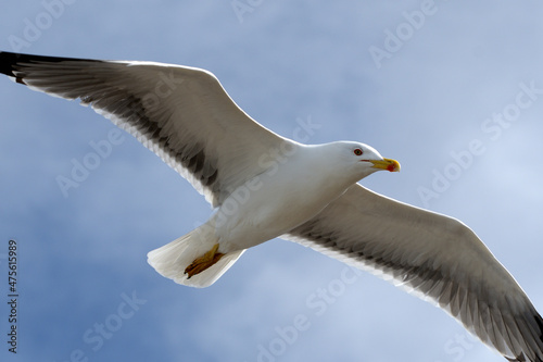 Flying isolated seagull with wide spread wings on blue sky