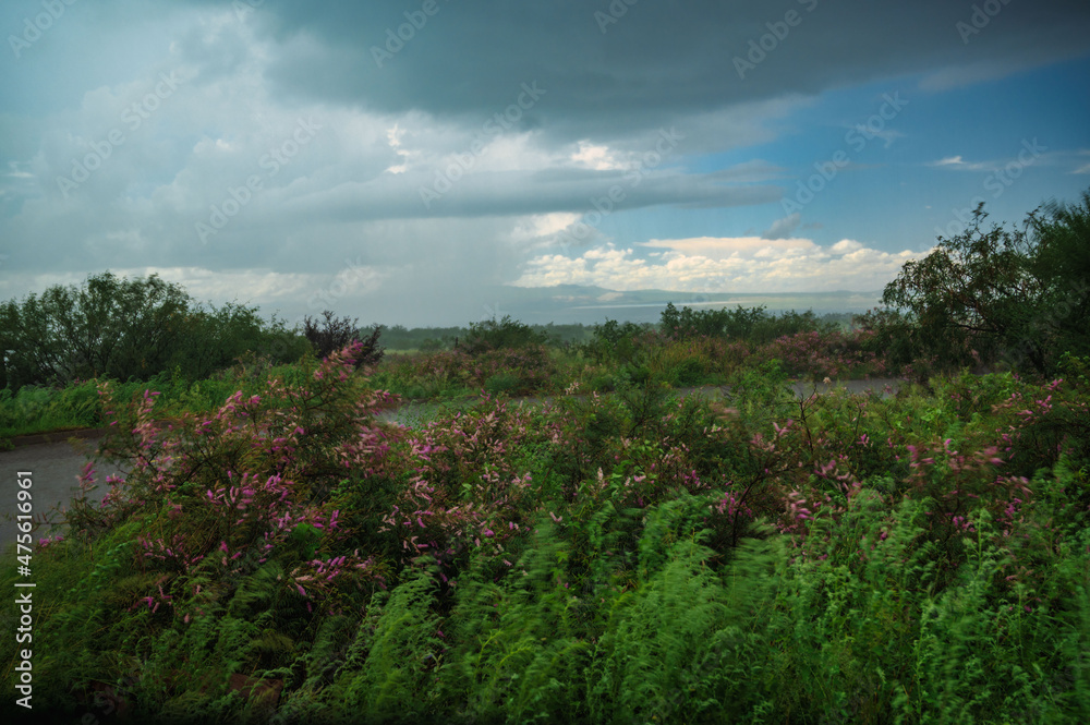 Wildflowers and grasses move in rain and wind. Wildflowers and grasses move in rain and wind.