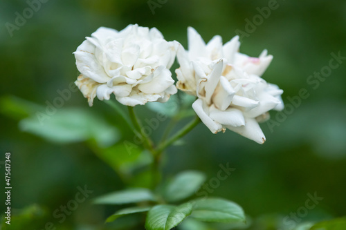 white roses in macro photography