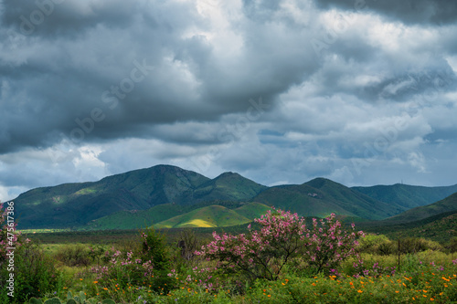 Wildflowers in Arizona during summer monsoon rainy season
