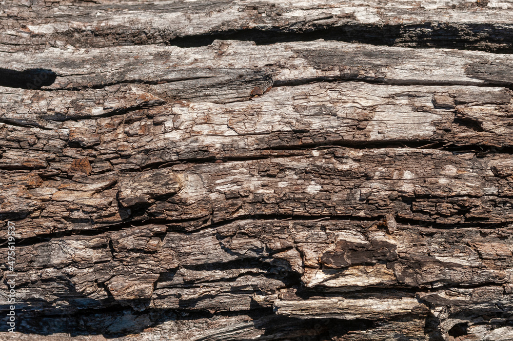 textures of stones, rocks, wood, and logs with various colors and shapes texture and volume ideal for backgrounds textures of stones, rocks, wood, and logs with various colors and shapes texture and volume ideal for backgrounds