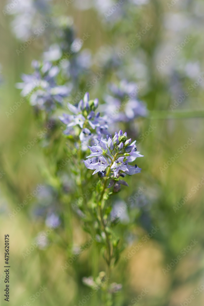 Veronica spuria, of the family Plantaginaceae. Central Russia.