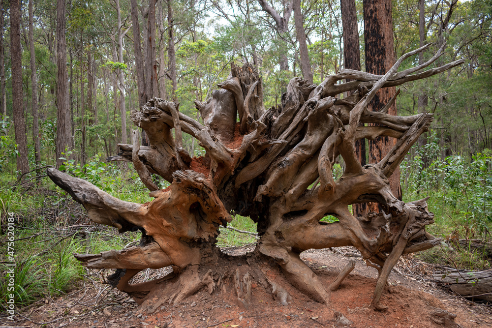 Overturned tree stump with hollow centre Overturned tree stump with hollow centre