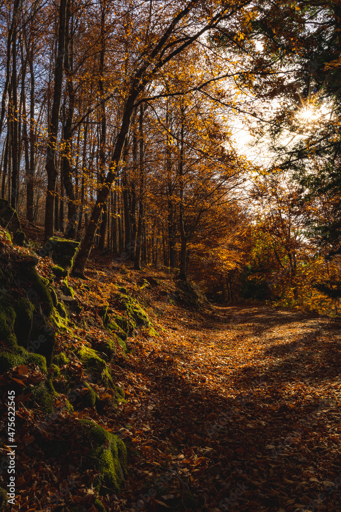 Fototapeta premium Autumn forest pathway leaves