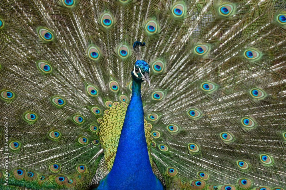 Obraz premium Indian peafowl (Pavo cristatus)