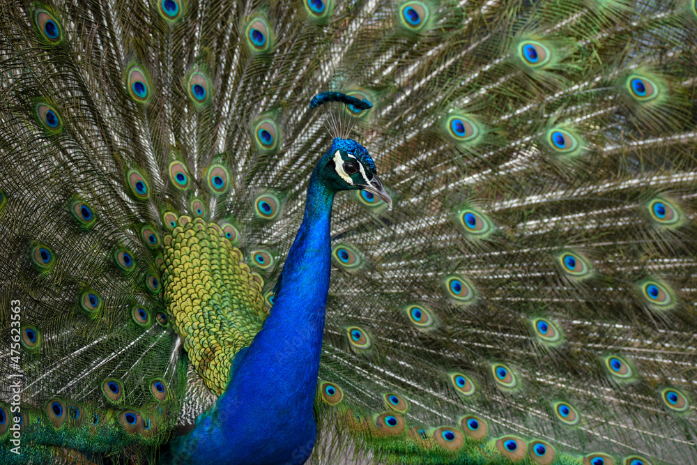 Fototapeta premium Indian peafowl (Pavo cristatus)
