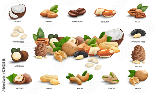 Vector set of 3d realistic icons nuts, seeds and coffee beans. Hazelnut, peanut, brazil, macadamia, cashew, coconut, peanut, walnut, pine, pecan, pistachio, almond, sunflower and pumpkin seeds