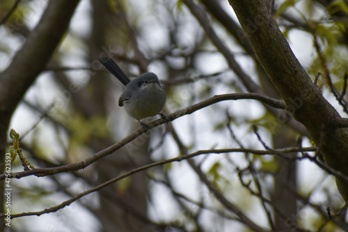 masked gnatcatcher (Polioptila dumicola) perching in a tree photo