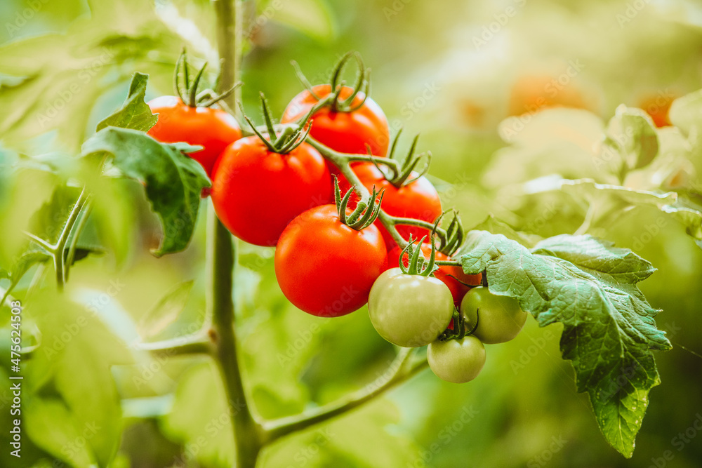 group of ripe and unripe raw tomatoes hang on a bush growing and getting ready to harvest