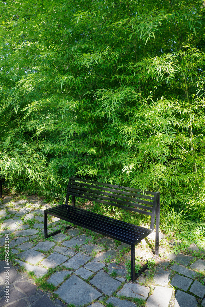 Green bamboo growing behind a metal bench.