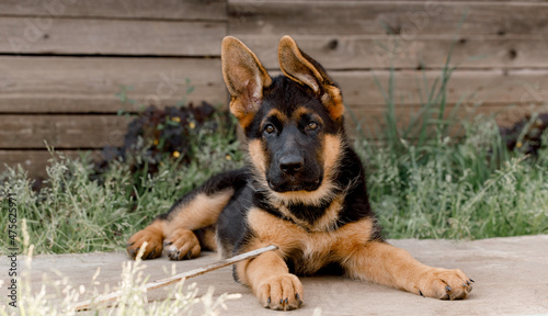 A purebred German Shepherd puppy lies on the sidewalk against a wooden wall. ears to the side.looking into the camera