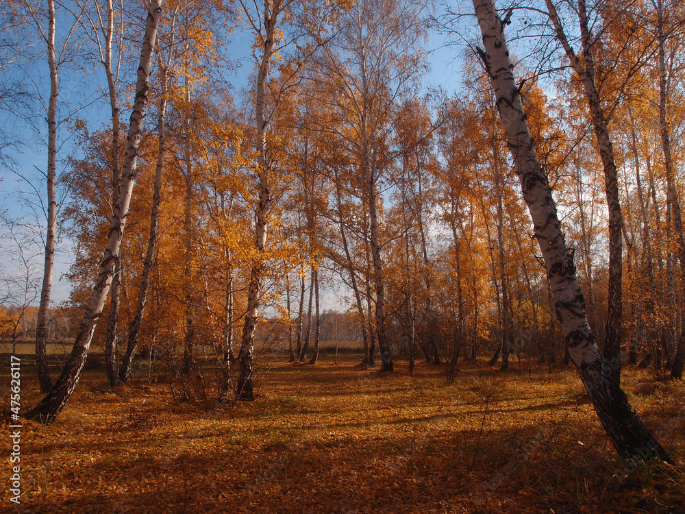Autumn forest on a sunny day in Omsk region, Russia