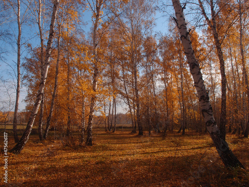 Autumn forest on a sunny day in Omsk region, Russia