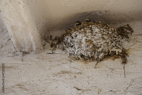 A nest of swallows at the ceiling with chicks.