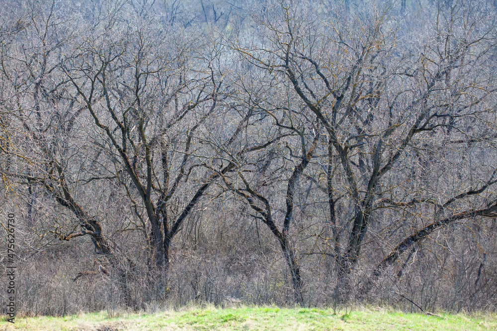 Bare trees and green grass . Spring forest scenery Bare trees and green grass . Spring forest scenery