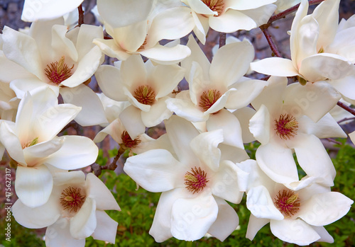 Magnolia flowers