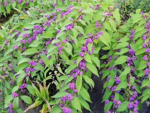 コムラサキシキブ　Callicarpa dichotoma