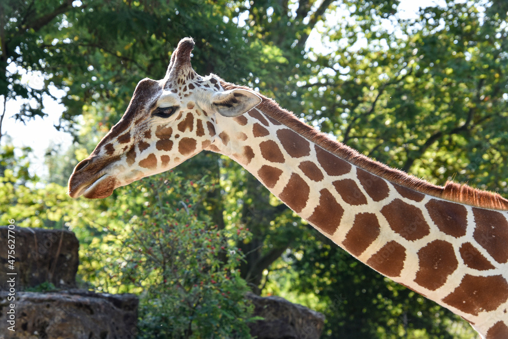 Giraffe , Wildlife animal africa Giraffe , Wildlife animal africa