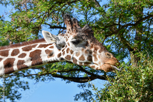 Giraffe , Wildlife animal africa