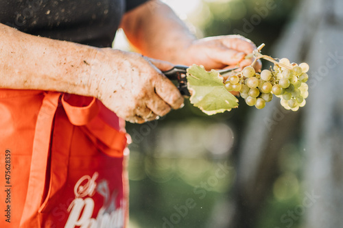 Closeup of old female hands cutting grapes photo