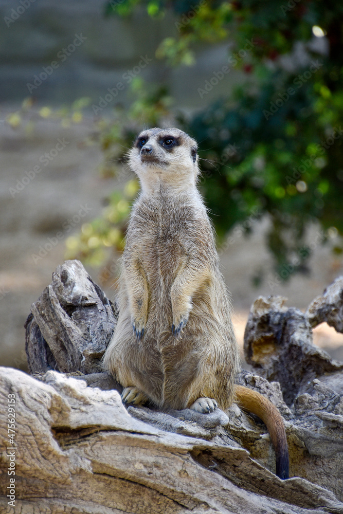 Fototapeta premium Meerkat animal , wildlife zoo portrait